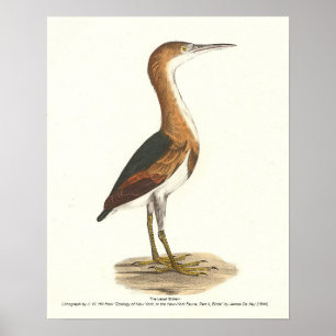 Least Bittern (Ixobrychus exilis) New York Birds Poster