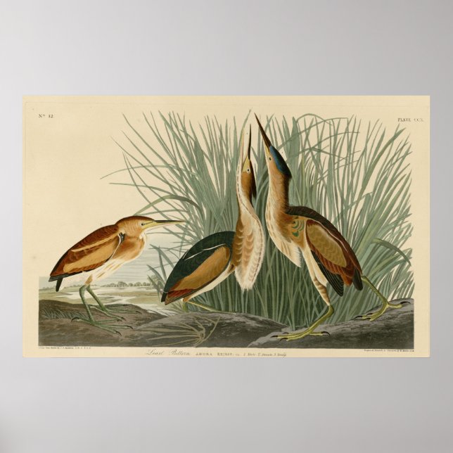 Least Bittern Poster (Front)