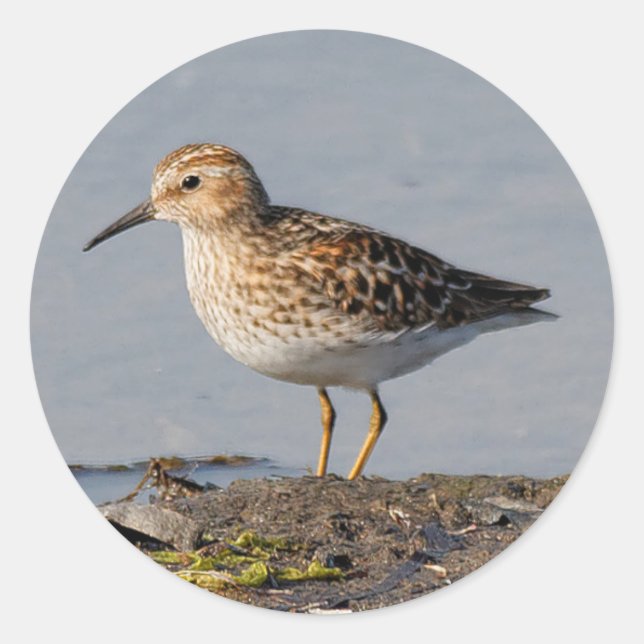 Least Sandpiper at Low Tide Classic Round Sticker (Front)