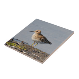 Least Sandpiper at Low Tide Tile