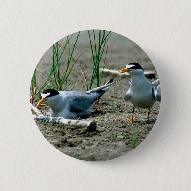 Least Terns 6 Cm Round Badge (Front)