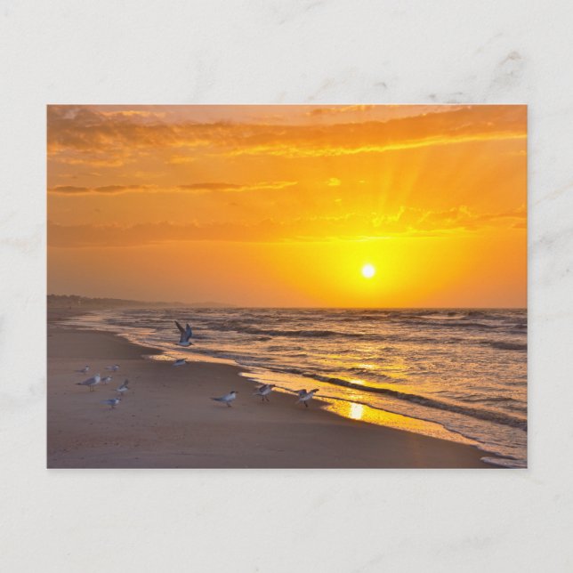 Least Terns on a Florida Beach at Sunrise Postcard (Front)