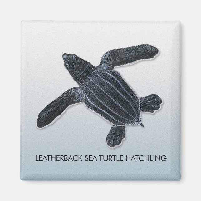Leatherback Sea Turtle Hatchling Magnet (Front)