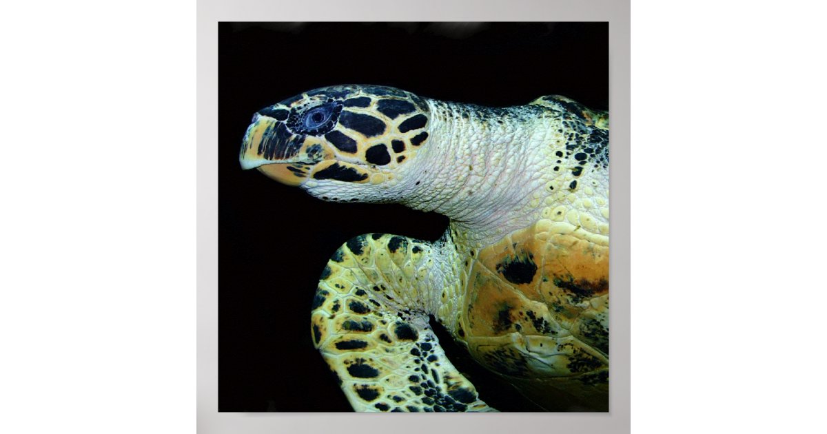 Leatherback Sea Turtle Poster Print | Zazzle