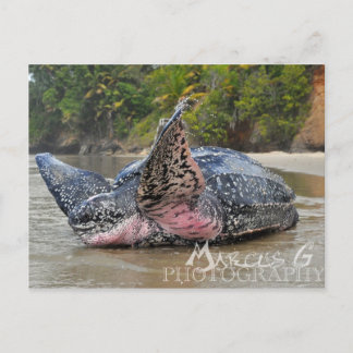 Leatherback Turtle Postcard