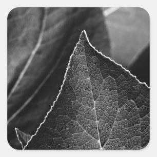 leaves being square sticker