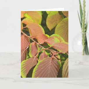 "LEAVES CHANGING COLORS" (PHOTOG) CARD