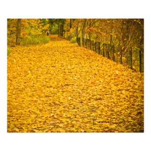 LEAVES GONE WILD FALL FOLIAGE PHOTO PRINT