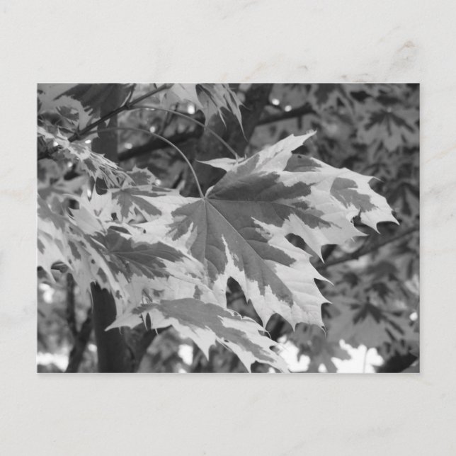 Leaves in Black & White Postcard (Front)