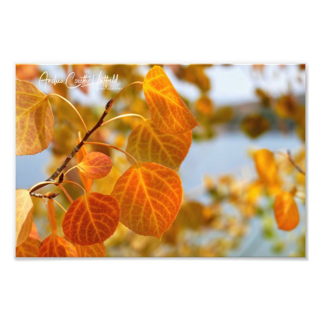 Leaves in Orange Photo Print (Front)