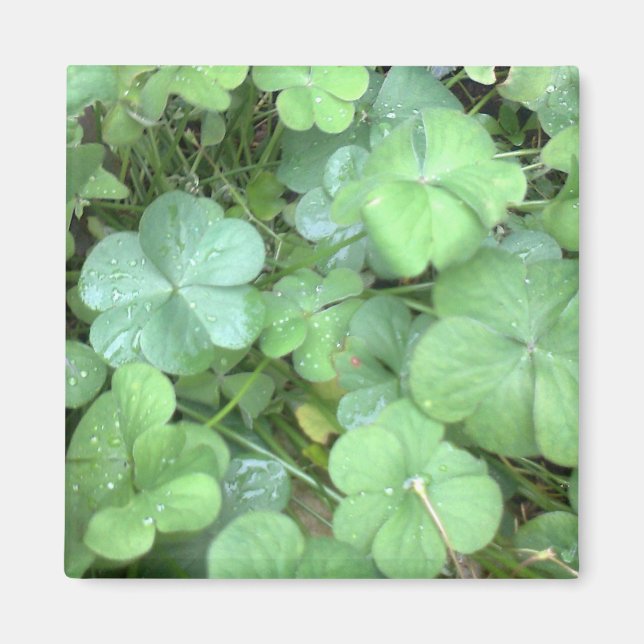 leaves in the rain magnet (Front)