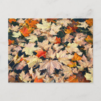 Leaves, Leaves, Leaves Postcard
