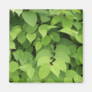 Leaves Magnet