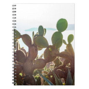 Leaves of cactus. Plant outdoor with flare light i Notebook
