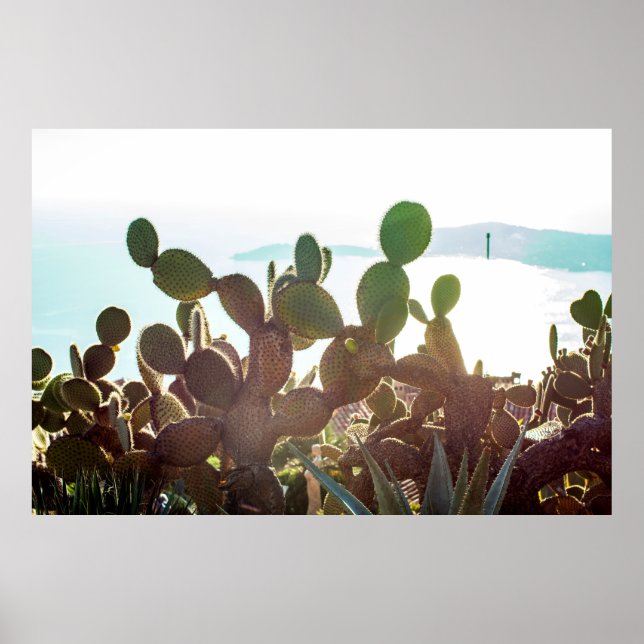 Leaves of cactus. Plant outdoor with flare light i Poster (Front)