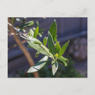 Leaves of olive tree postcard