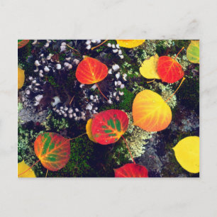 Leaves on a lichen covered rock, Rocky Mountains Postcard