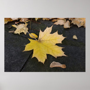 Leaves on sidewalk poster