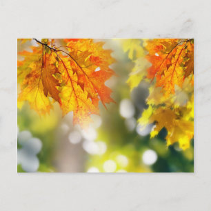 Leaves on the branches in the autumn forest postcard