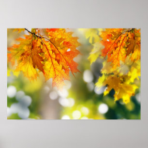 Leaves on the branches in the autumn forest poster