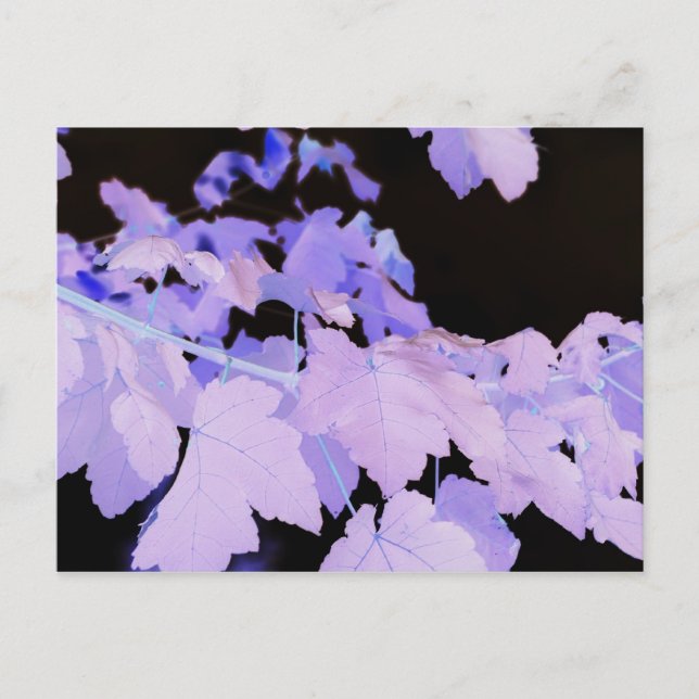 Leaves~ photography by Lauren Perry~ Postcard (Front)