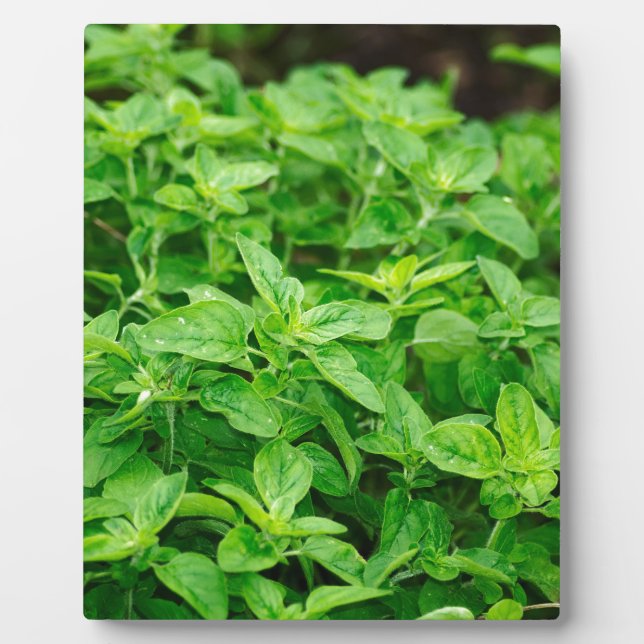 Leaves Plaque (Front)