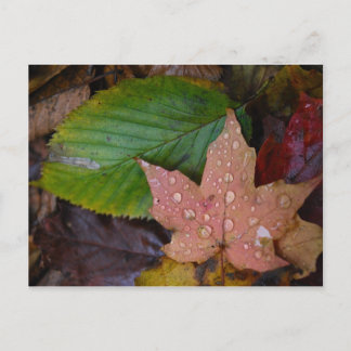 Leaves Postcard