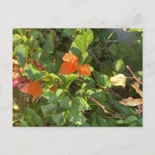 Leaves Postcard