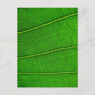 leaves postcard