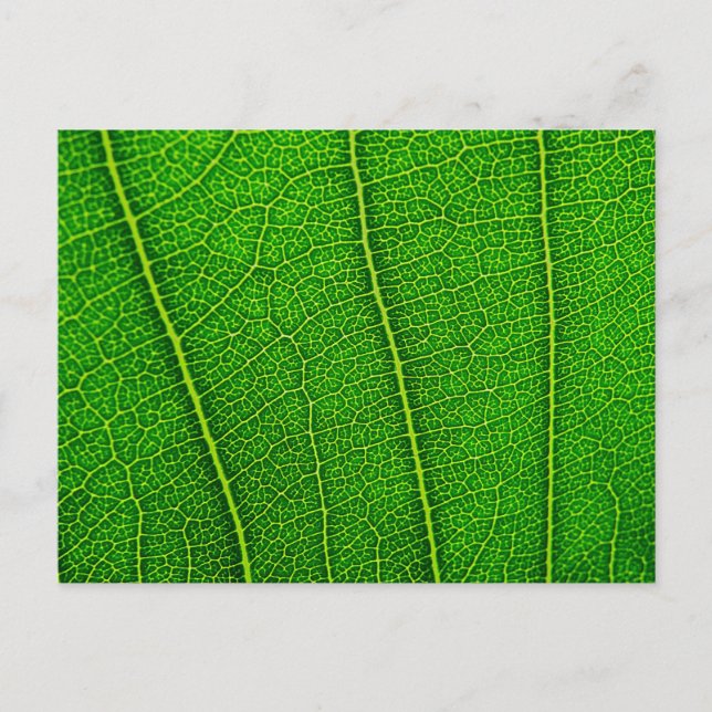 leaves postcard (Front)