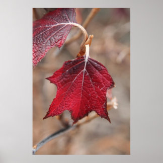 Leaves Poster