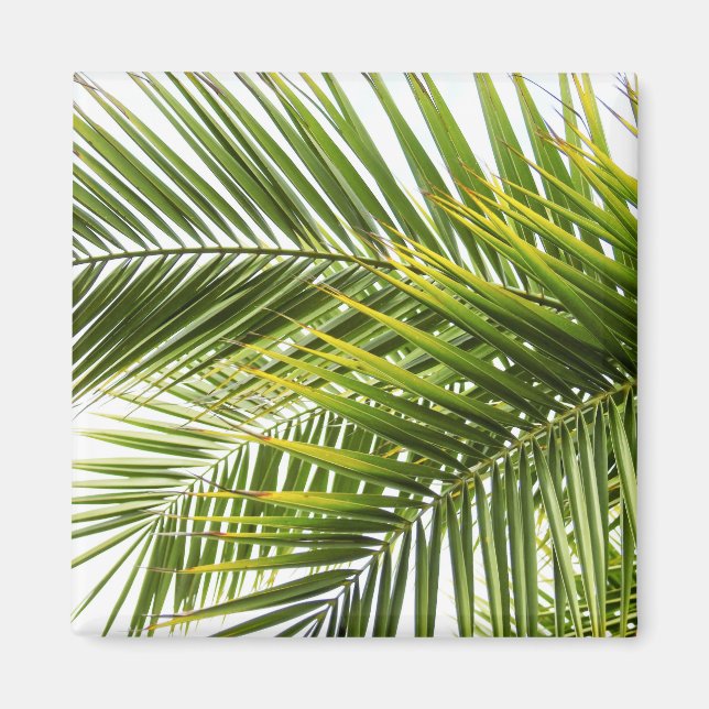 Leaves tropical palm tree leaf summer photo magnet (Front)
