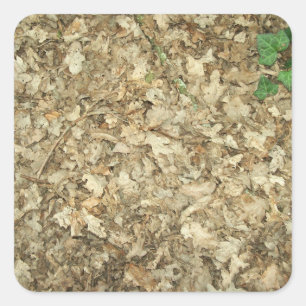 Leaves. Woodland floor. Leafy ground. Square Sticker