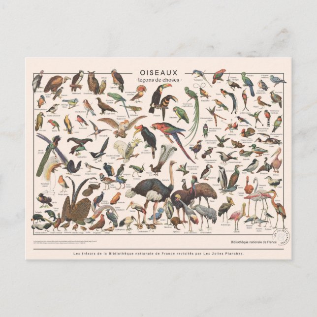 Leçons de choses les oiseaux postcard (Front)