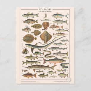 Leçons de choses les poissons postcard