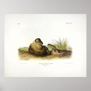 Leconte's Pine Mouse or Woodland Vole - by Audubon Poster