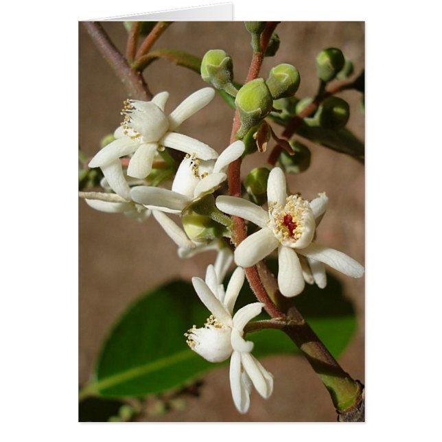 LECYTHIDACEAE: Cariniana legalis (Front)