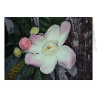 LECYTHIDACEAE: Gustavia augusta