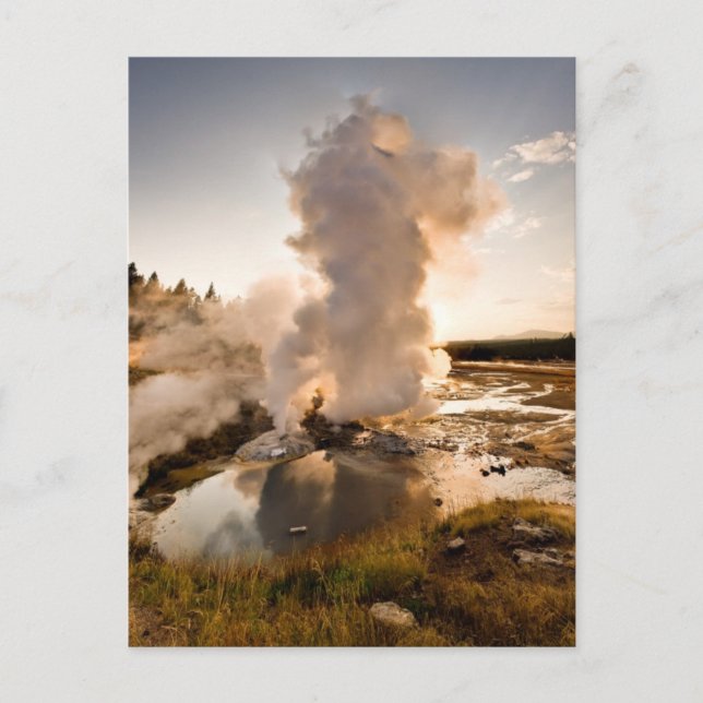 Ledge Geyser, Norris Geyser Basin Postcard (Front)