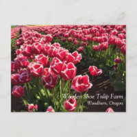 Leen Van Der Mark Tulips, Oregon