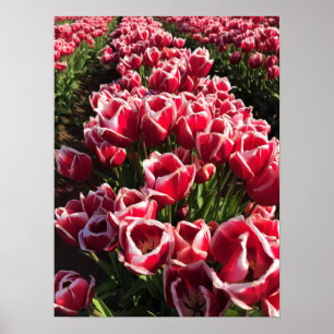 Leen Van Der Mark Tulips, Oregon Poster