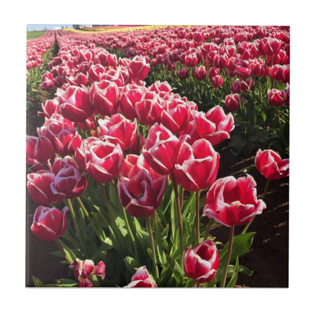 Leen Van Der Mark Tulips, Oregon Tile (Front)