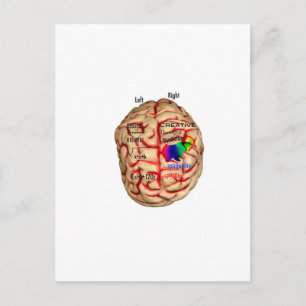 Left and Right Side of Brain Postcard