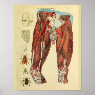 Leg Muscles Arteries Bees Anatomy Art Print