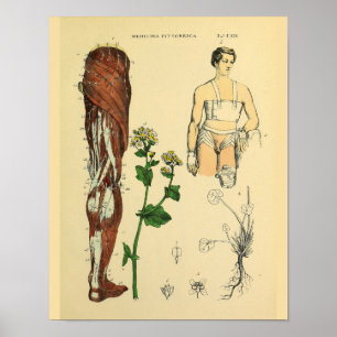 Leg Nerves Muscles Medical Anatomy Art Print