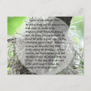 Legend of the Spanish Moss Postcard