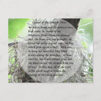 Legend of the Spanish Moss Postcard