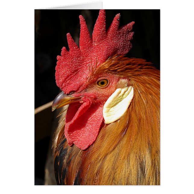 Leghorn Roo (Front)