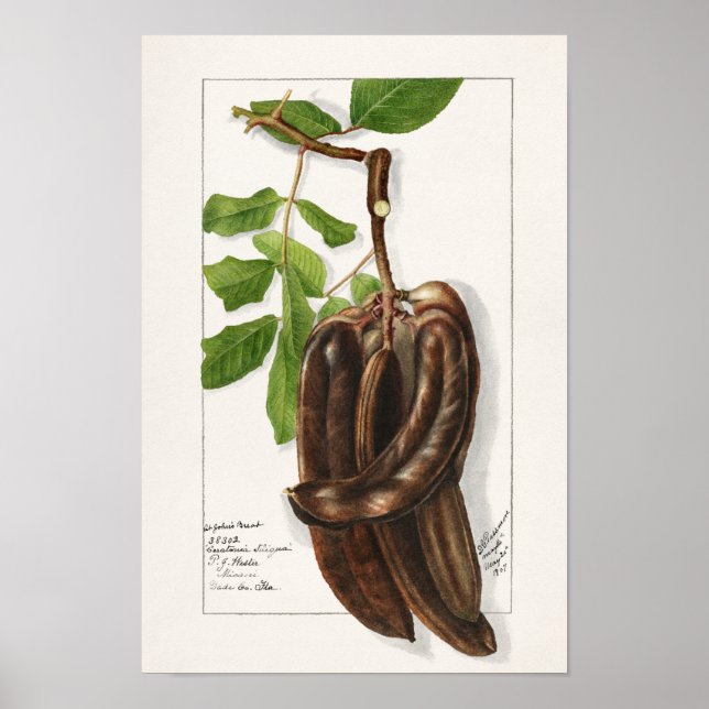 Legume (Ceratonia Siliqua L.) Fruit Painting Poster (Front)
