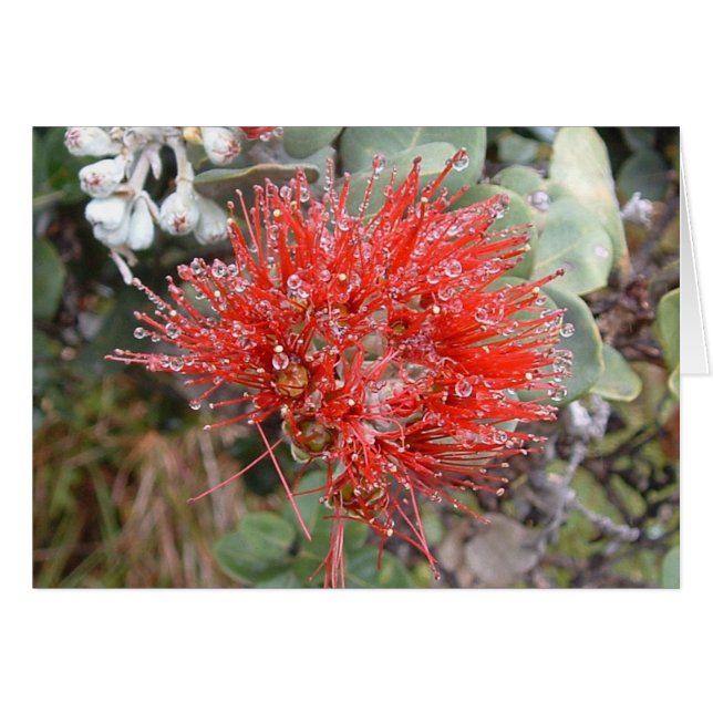 Lehua Blossom (Front Horizontal)
